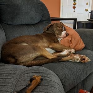 Meet your Posher, Riley